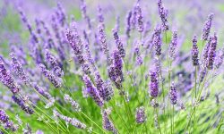 6 week Self Love Course July 2020