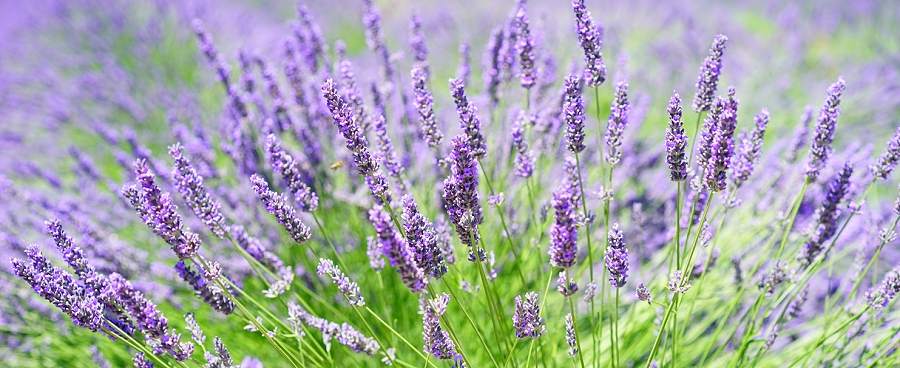 6 week Self Love Course July 2020