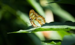 Metamorphic Technique