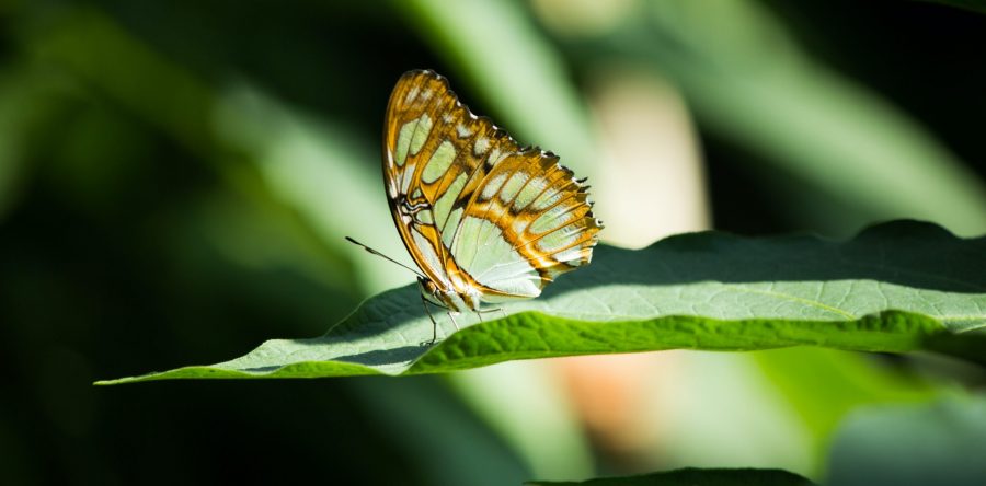 Metamorphic Technique